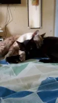 Preta e Pano de chão