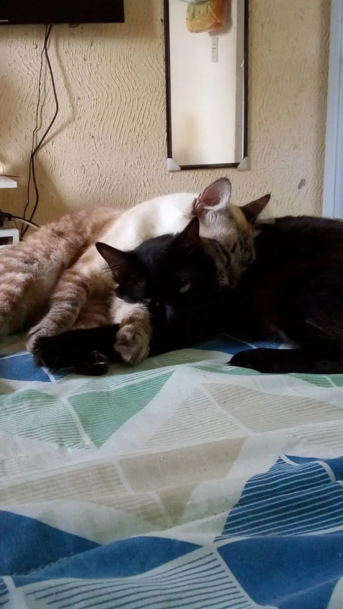 Gato ra a Siamesas  idade 5 anos nome Preta e Pano de chão