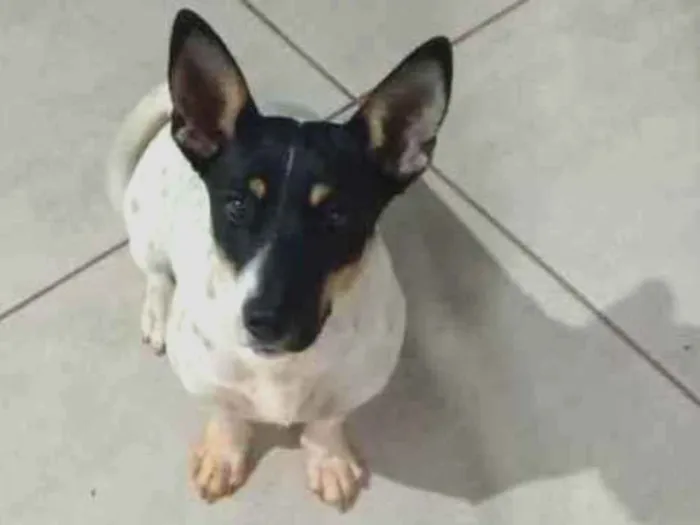 Cachorro ra a A mãe da é uma fox paulistinha idade 2 a 6 meses nome Mili