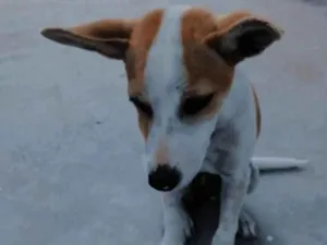 Cachorro raça Vira lata idade 2 a 6 meses nome Mel