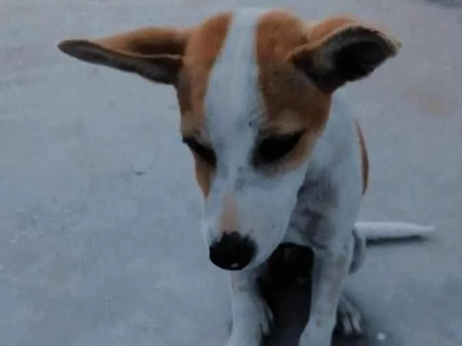 Cachorro ra a Vira lata idade 2 a 6 meses nome Mel