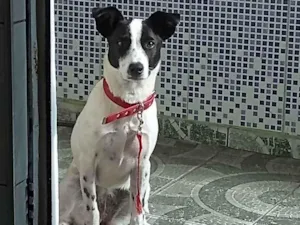 Cachorro raça Não sei  idade 7 a 11 meses nome Mel (nome improvisad