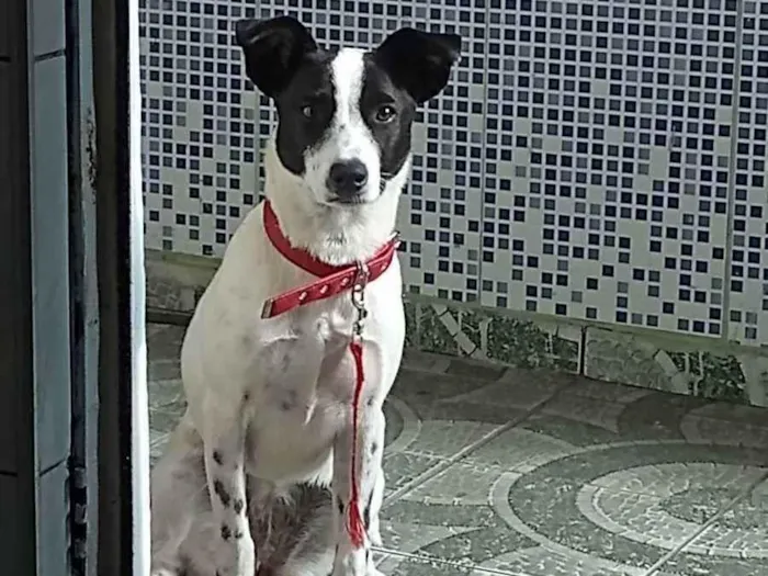 Cachorro ra a Não sei  idade 7 a 11 meses nome Mel (nome improvisad