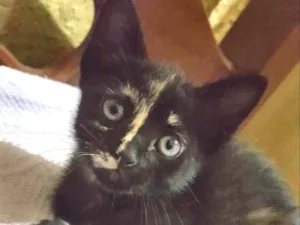 Gato raça Tricolor  idade 2 a 6 meses nome Júlia 