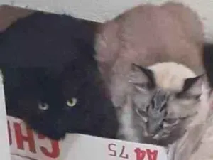 Gato raça Siamesas  idade 5 anos nome Preta e Pano de chão