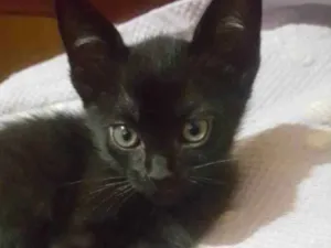 Gato raça  idade 2 a 6 meses nome Chocolate 