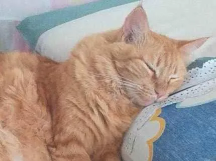Gato ra a  idade 2 anos nome Lôra