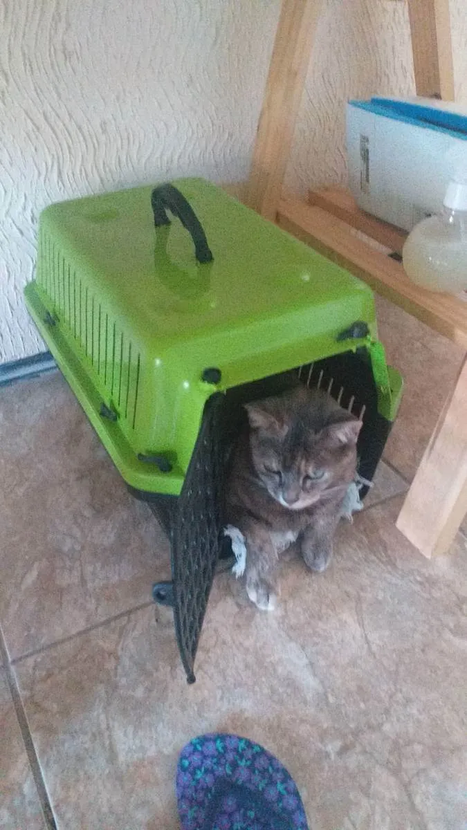 Gato ra a  idade 6 ou mais anos nome Anastasia