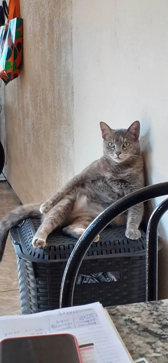 Gato ra a  idade 6 ou mais anos nome Anastasia