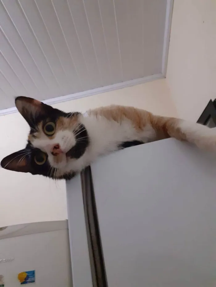 Gato ra a  idade 3 anos nome jandira