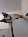 jandira