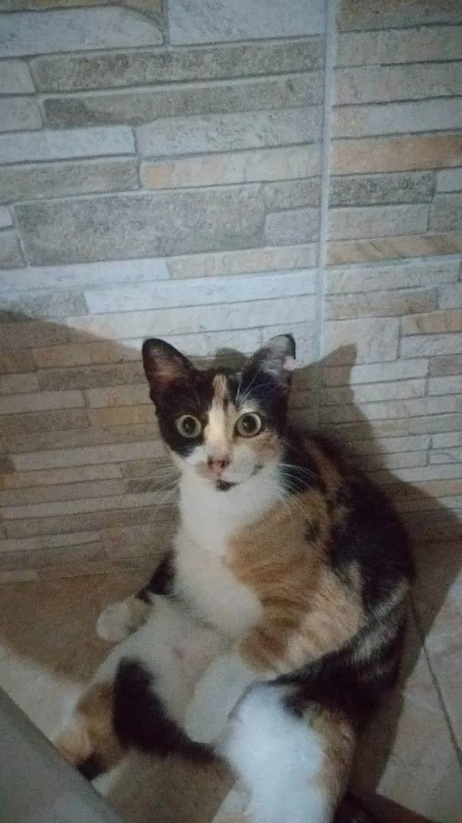 Gato ra a  idade 3 anos nome jandira