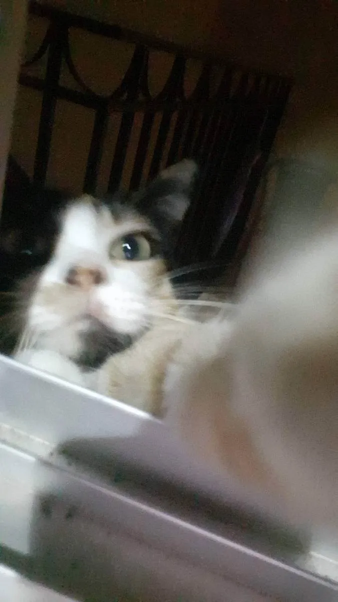 Gato ra a  idade 3 anos nome jandira