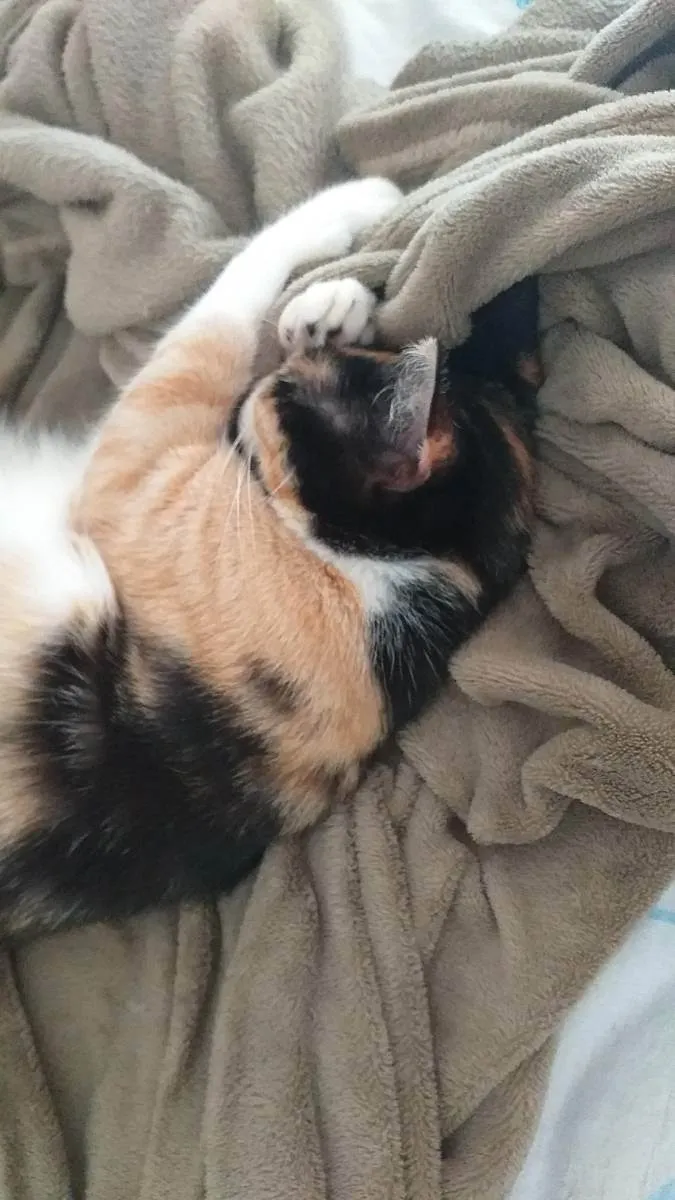 Gato ra a  idade 3 anos nome jandira
