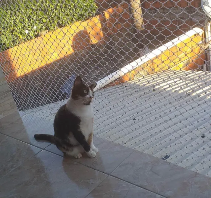 Gato ra a  idade 3 anos nome jandira