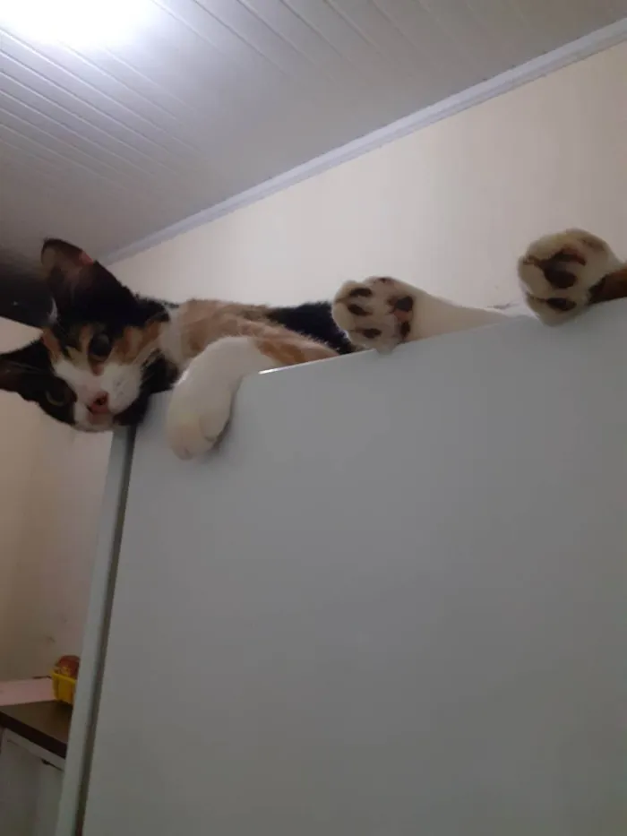 Gato ra a  idade 3 anos nome jandira
