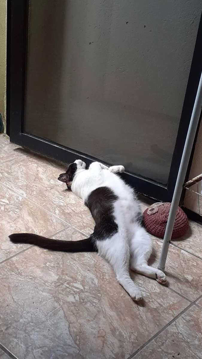 Gato ra a  idade 3 anos nome maria do bairro