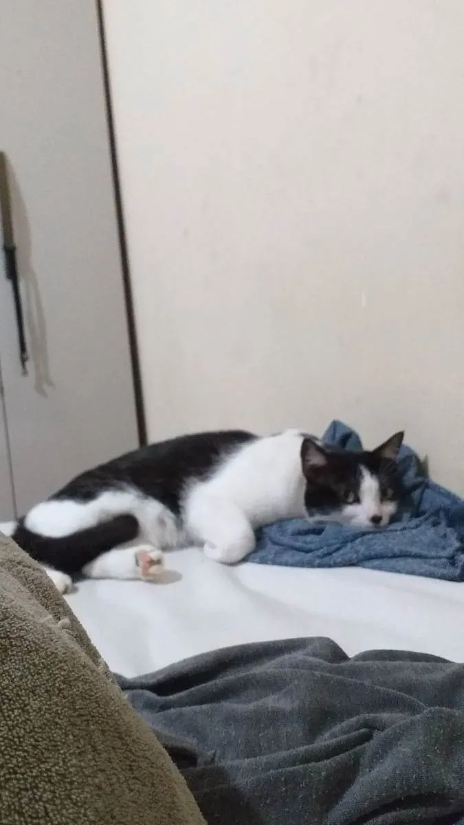 Gato ra a  idade 3 anos nome maria do bairro