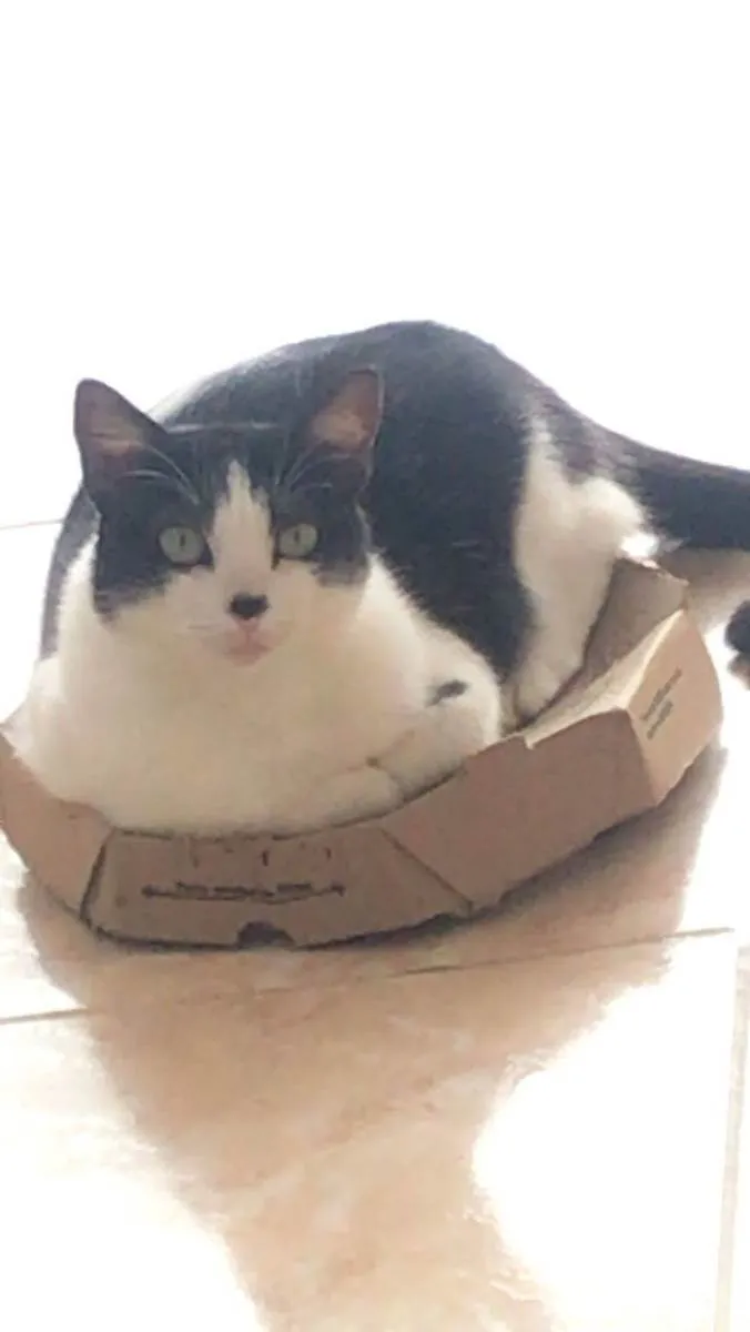 Gato ra a  idade 3 anos nome maria do bairro