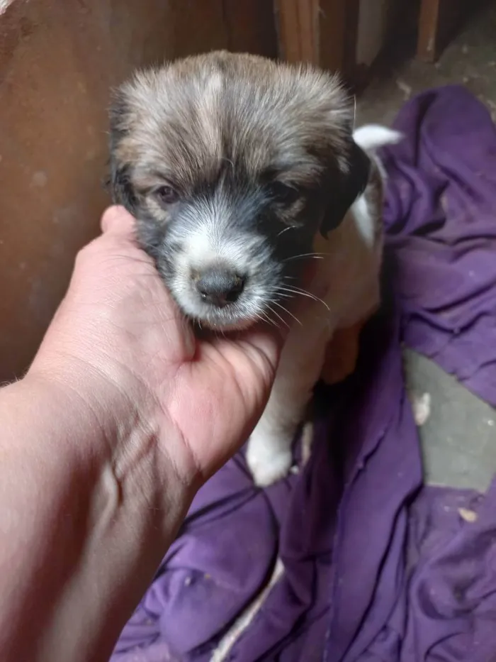 Cachorro ra a Vira latas idade Abaixo de 2 meses nome São bebes