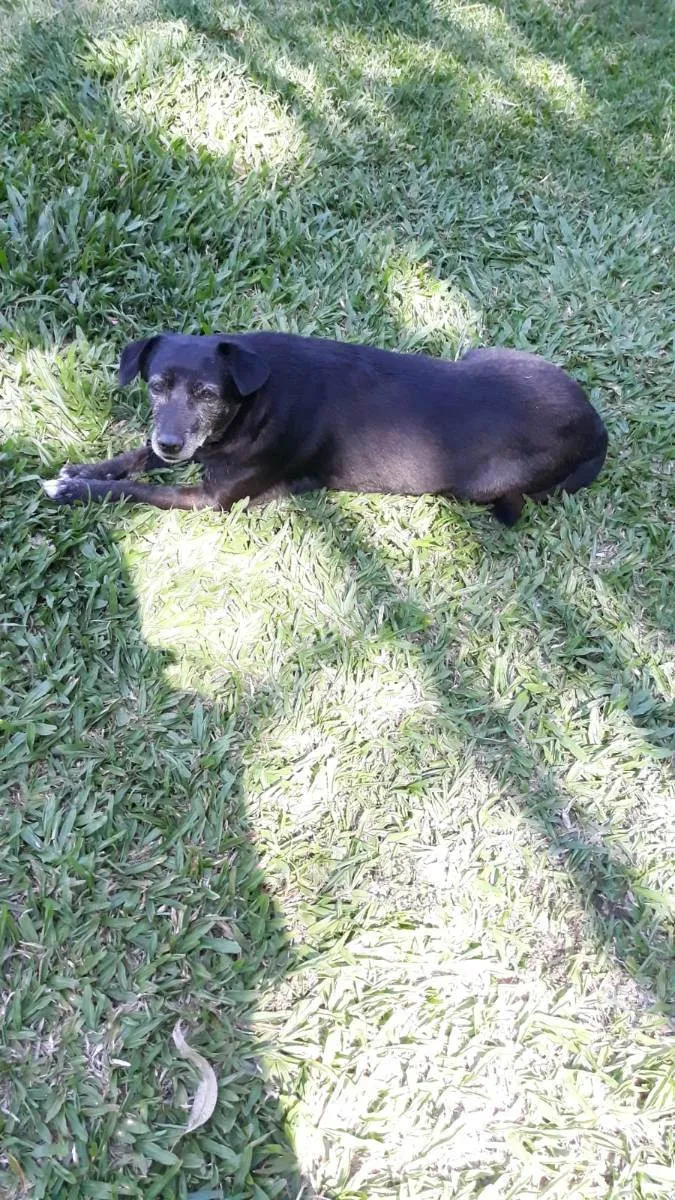 Cachorro ra a Vira lata idade 6 ou mais anos nome Polly