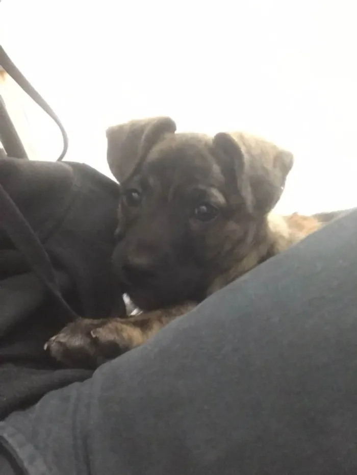 Cachorro ra a Srd idade 2 a 6 meses nome Zequinha 