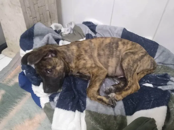 Cachorro ra a Srd idade 2 a 6 meses nome Zequinha 