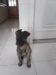 Zequinha 