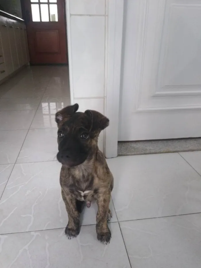 Cachorro ra a Srd idade 2 a 6 meses nome Zequinha 
