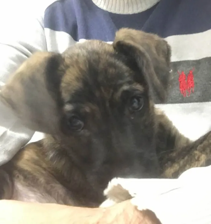 Cachorro ra a Srd idade 2 a 6 meses nome Zequinha 