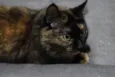 Lilo