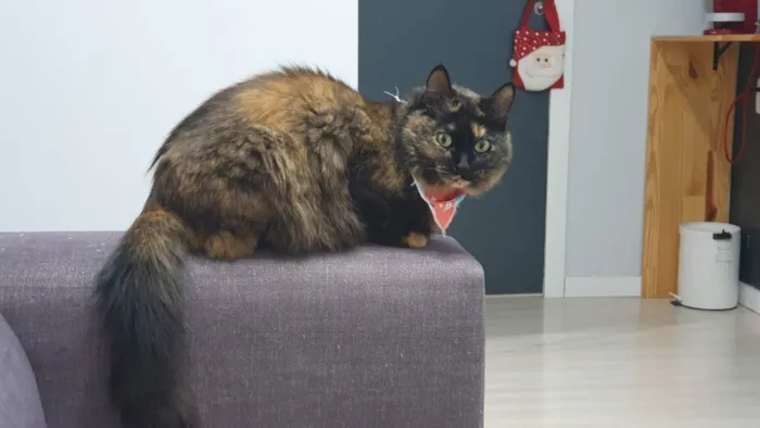 Gato ra a ? idade 6 ou mais anos nome Lilo