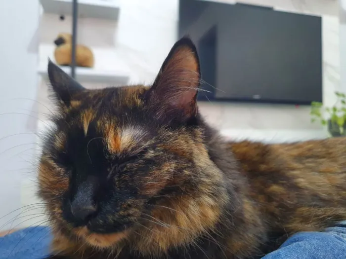 Gato ra a ? idade 6 ou mais anos nome Lilo