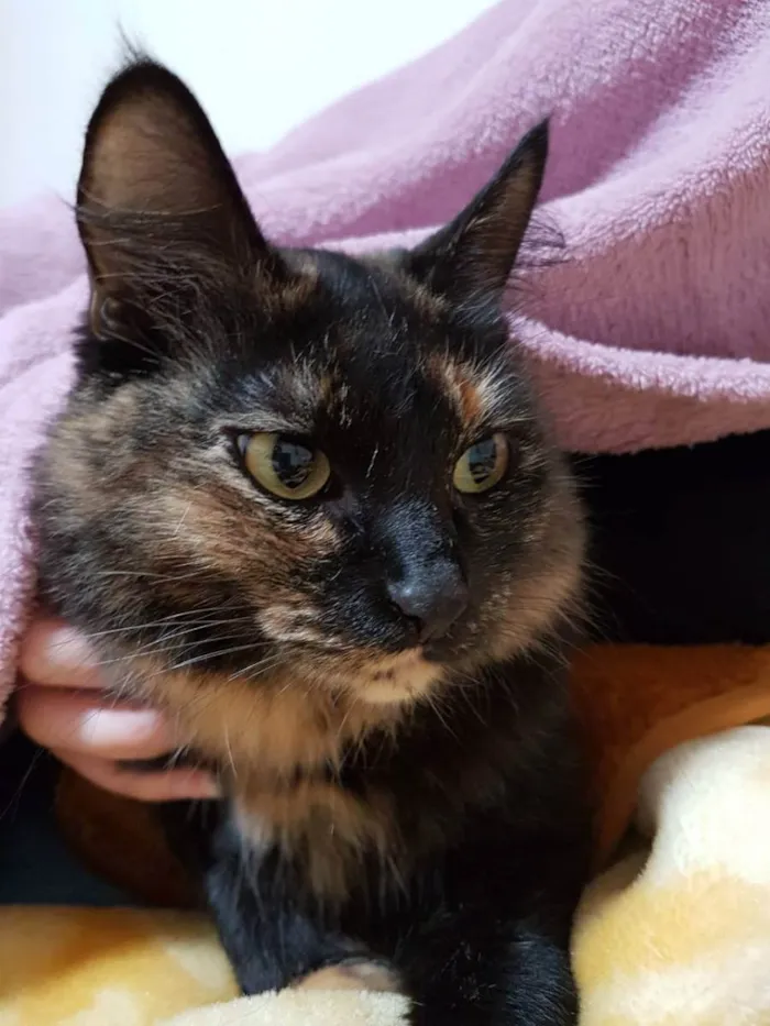 Gato ra a ? idade 6 ou mais anos nome Lilo