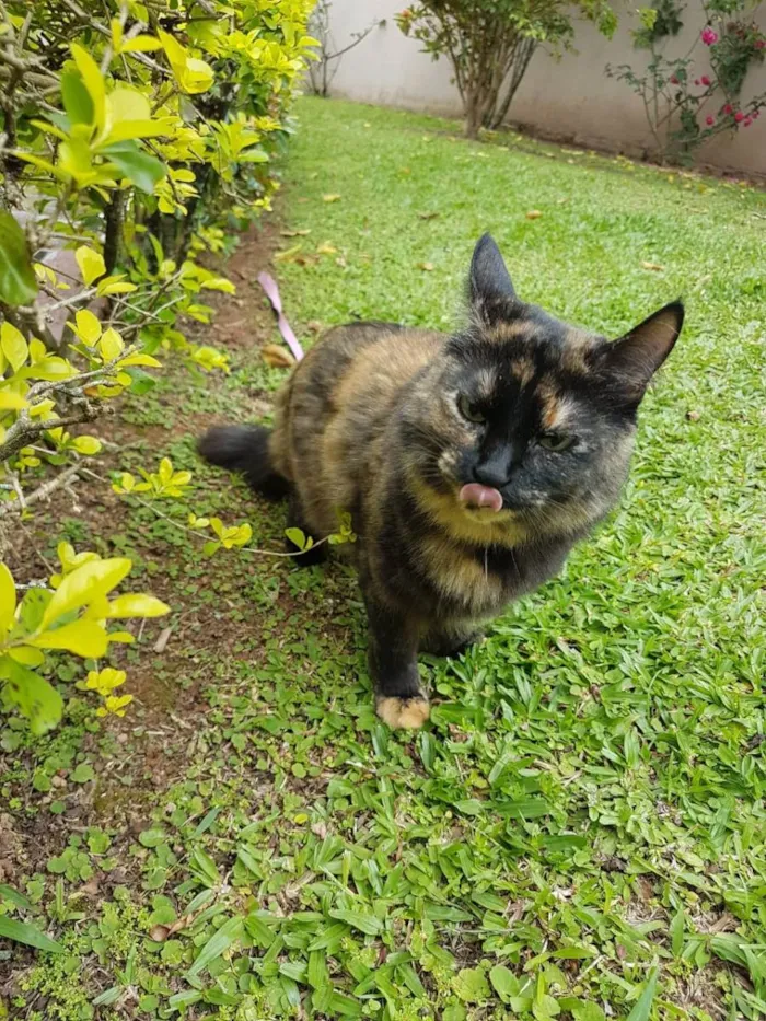 Gato ra a ? idade 6 ou mais anos nome Lilo