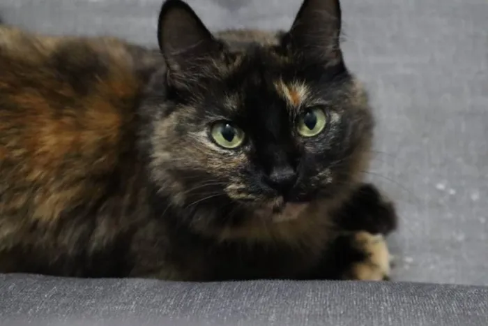 Gato ra a ? idade 6 ou mais anos nome Lilo