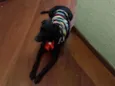 Pretinha