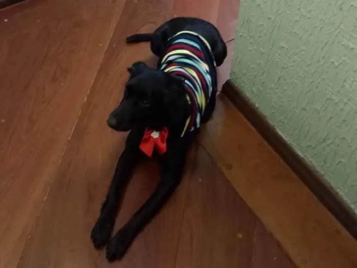 Cachorro ra a SRD idade 1 ano nome Pretinha