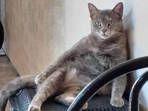 Gato raça  idade 6 ou mais anos nome Anastasia