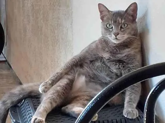Gato ra a  idade 6 ou mais anos nome Anastasia