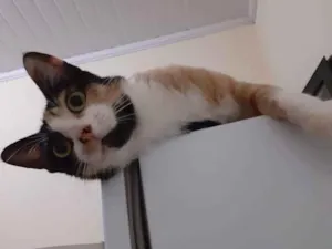 Gato raça  idade 3 anos nome jandira