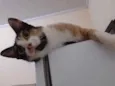 jandira