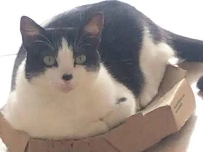 Gato ra a  idade 3 anos nome maria do bairro