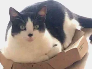 Gato raça  idade 3 anos nome maria do bairro