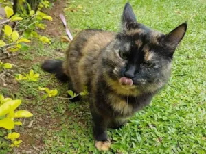 Gato raça ? idade 6 ou mais anos nome Lilo