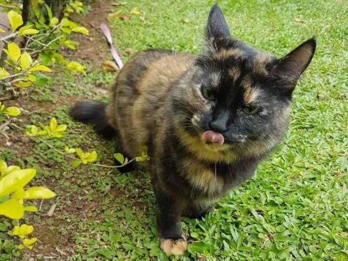 Gato ra a ? idade 6 ou mais anos nome Lilo