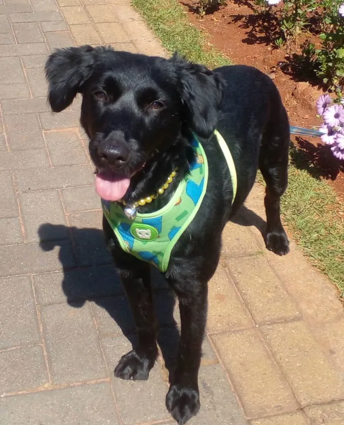 Cachorro raça SRD idade 1 ano nome Pretinha