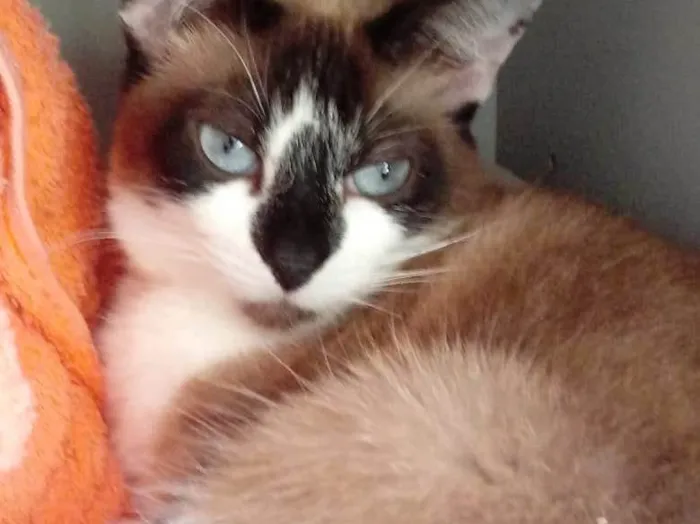 Gato raça Srd idade 1 ano nome Branca 