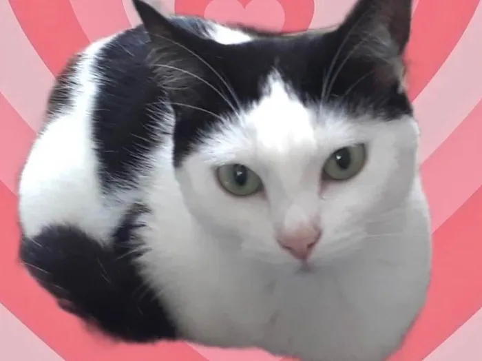 Gato raça Srd idade 1 ano nome Cherry 