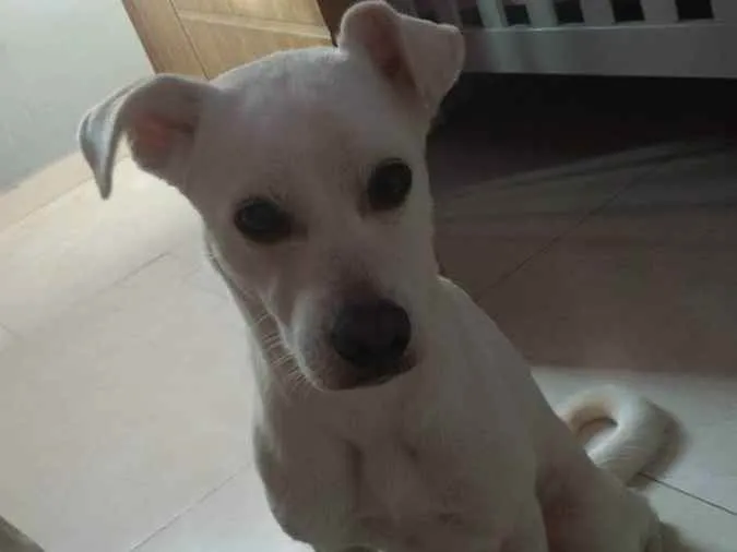 Cachorro ra a Sem raça  idade 3 anos nome Sol